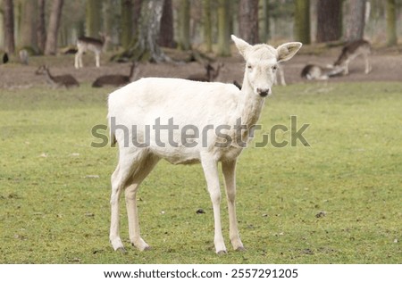 Similar – Image, Stock Photo Albino Deer Forest Nature