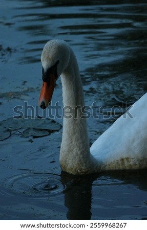 Similar – Image, Stock Photo Graceful swan swimming on lake