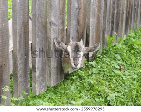 Similar – Image, Stock Photo Goat (Capra aegagrus hircus). Jandia. Fuerteventura. Canary Islands. Spain.