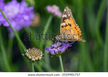 Similar – Foto Bild Nadelkissen-Blütenknospen