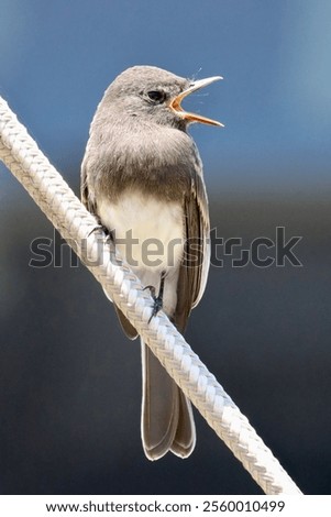 Similar – Image, Stock Photo Spotted Flycatcher Portrait