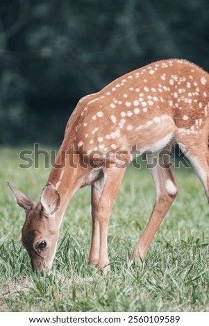 Similar – Image, Stock Photo Wild deer grazing in forest