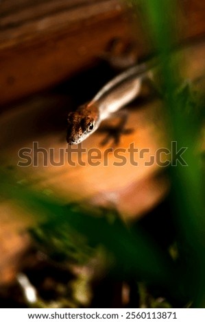 Similar – Image, Stock Photo Tiny lizard on trunk