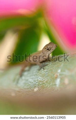 Similar – Image, Stock Photo Tiny lizard on trunk