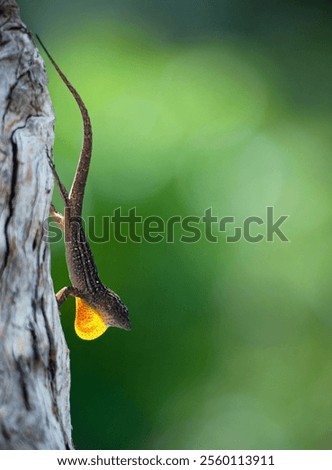 Similar – Image, Stock Photo Tiny lizard on trunk