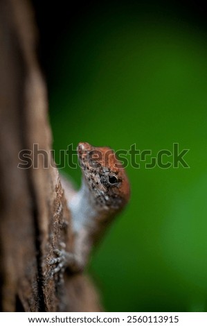 Similar – Image, Stock Photo Tiny lizard on trunk