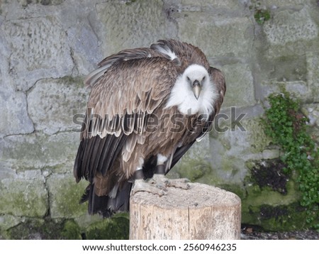 Similar – Image, Stock Photo Wild vulture sitting in nature