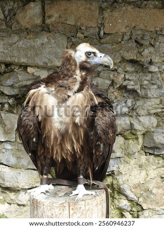 Similar – Image, Stock Photo Wild vulture sitting in nature