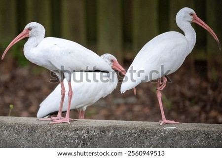 Similar – Image, Stock Photo Three storks Storks three