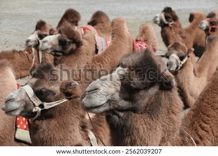 Similar – Foto Bild Karawane von Kamelen, die in Merzouga, Marokko, sitzen und darauf warten, eine Wüstentour für Touristen zu machen.