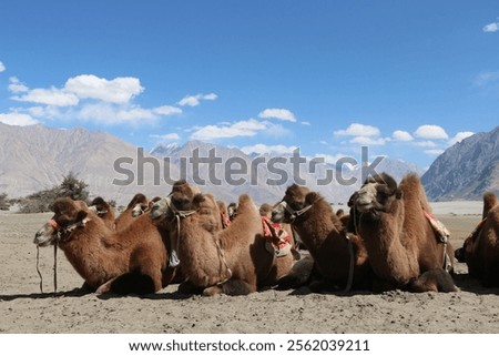 Similar – Foto Bild Karawane von Kamelen, die in Merzouga, Marokko, sitzen und darauf warten, eine Wüstentour für Touristen zu machen.