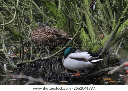 Similar – Image, Stock Photo Swimming mallard in the sunshine