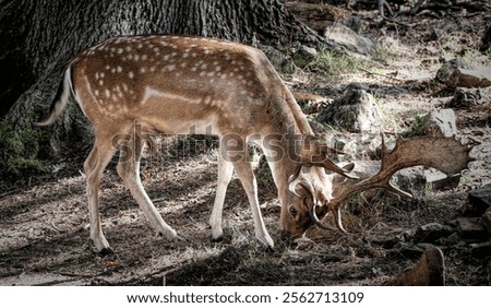 Image, Stock Photo Fallow deer grazing