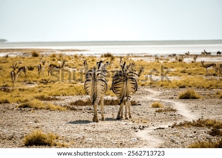 Similar – Image, Stock Photo Etosha National Park Namibia Safari Savanna Desert Acacia Tree Clouds Steppe Africa Background Distance
