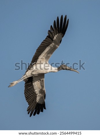 Similar – Image, Stock Photo Wood stork Mycteria americana flies