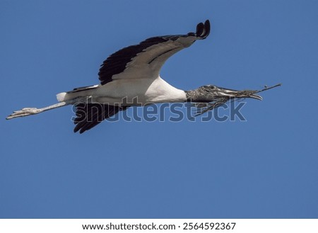 Similar – Image, Stock Photo Wood stork Mycteria americana flies