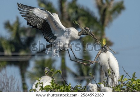 Similar – Image, Stock Photo Wood stork Mycteria americana flies