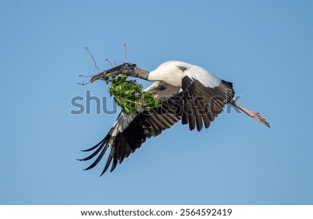 Similar – Image, Stock Photo Wood stork Mycteria americana flies