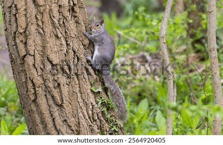 Similar – Foto Bild Eichhörnchen auf Baum im Park