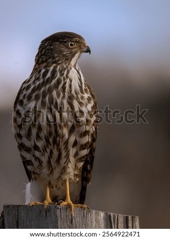 Similar – Image, Stock Photo Hawk sitting on tree branch in forest