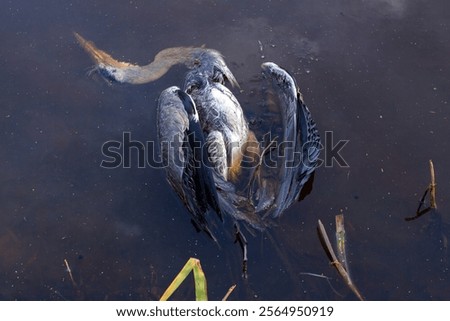 Similar – Image, Stock Photo At the frozen canal II