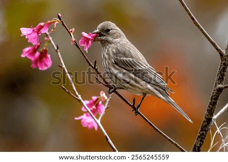 Similar – Image, Stock Photo Cute sparrow sitting on a mail box