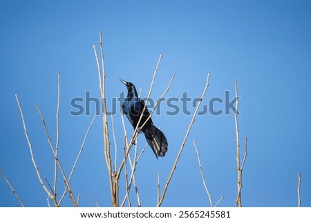 Similar – Image, Stock Photo A crow sits high up on one of two crossing wire ropes