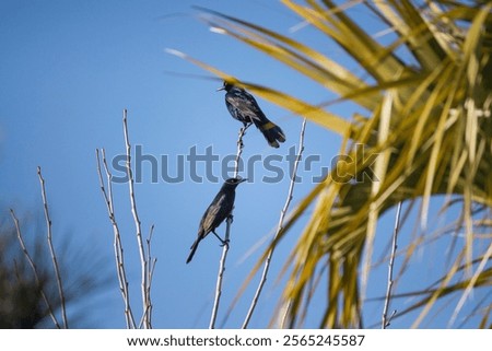 Similar – Image, Stock Photo A crow sits high up on one of two crossing wire ropes