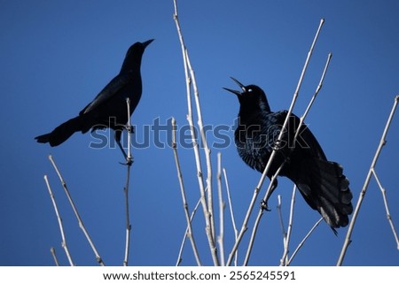 Similar – Image, Stock Photo A crow sits high up on one of two crossing wire ropes