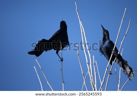 Similar – Image, Stock Photo A crow sits high up on one of two crossing wire ropes