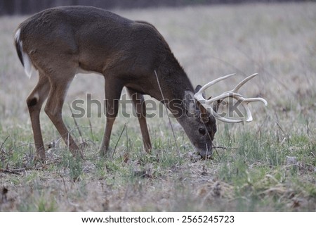 Similar – Image, Stock Photo Male deer grazing in forest near lake