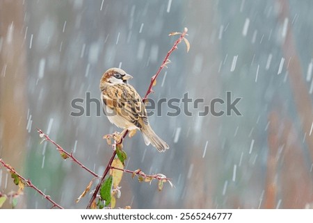 Similar – Image, Stock Photo Cute sparrow sitting on a mail box