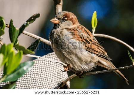 Similar – Image, Stock Photo Cute sparrow sitting on a mail box