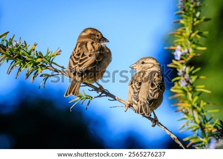 Similar – Image, Stock Photo Cute sparrow sitting on a mail box