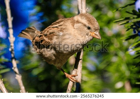 Similar – Image, Stock Photo Cute sparrow sitting on a mail box