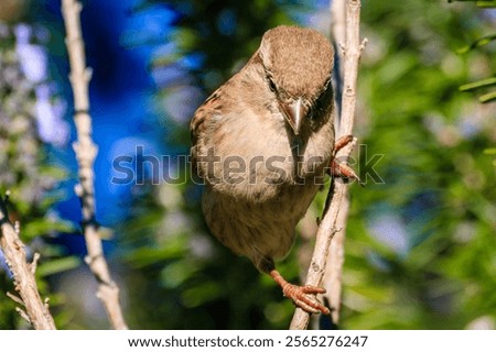 Similar – Image, Stock Photo Cute sparrow sitting on a mail box