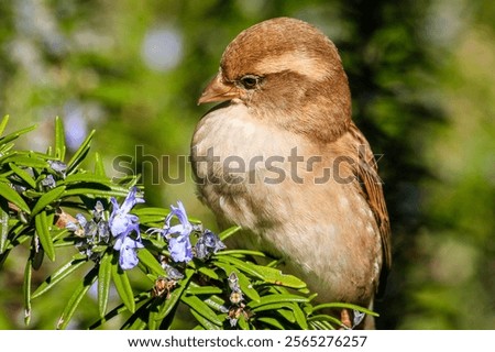 Similar – Image, Stock Photo Cute sparrow sitting on a mail box