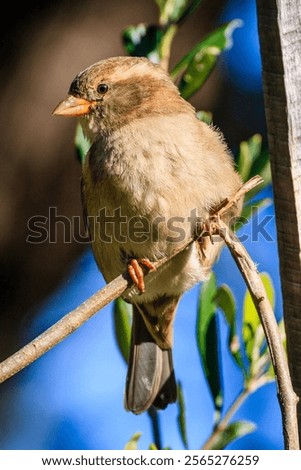 Similar – Image, Stock Photo Cute sparrow sitting on a mail box