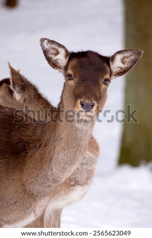 Similar – Foto Bild Damhirsch blickt in die Kamera. Nahaufnahme