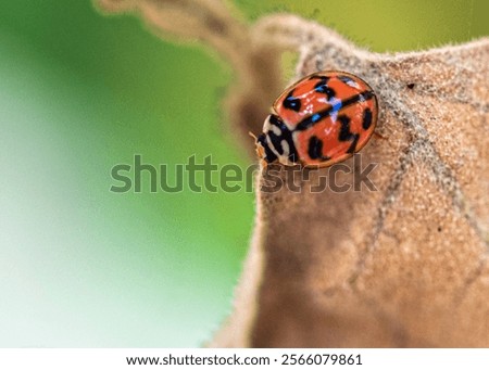 Similar – Foto Bild Marienkäfer auf einem trockenen Ast eines Baumes. Kleine rote Insekten auf trockener Pflanze. love and meet concept