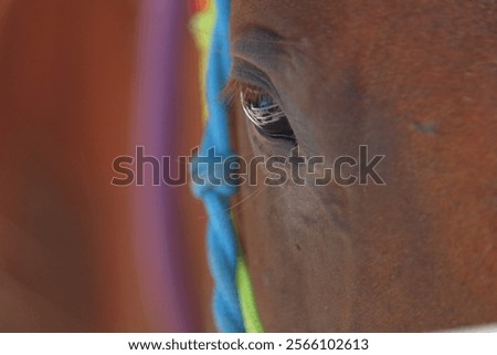 Similar – Image, Stock Photo A brown horse eye looks anxiously into the camera