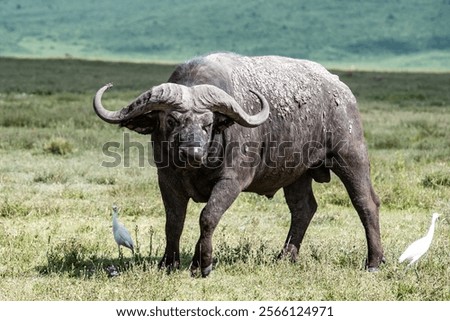 Similar – Foto Bild Buffalo Umwelt Natur