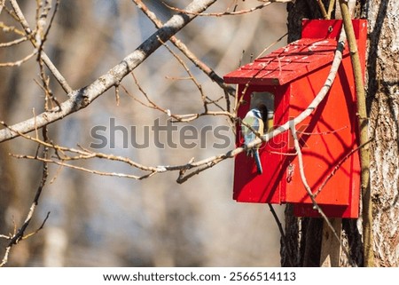 Similar – Image, Stock Photo Blue tit offspring in the tree