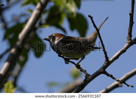 Similar – Image, Stock Photo Cute sparrow sitting on a mail box