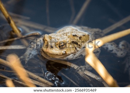 Similar – Image, Stock Photo Toad in the water