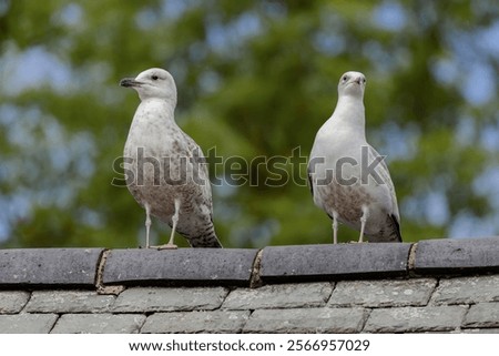 Similar – Image, Stock Photo Gull on the roof Roof