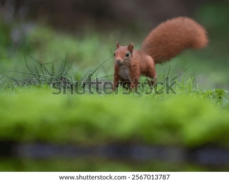 Similar – Image, Stock Photo Curious looking squirrel