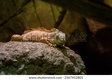 Similar – Image, Stock Photo Endangered Green Iguana in Tree, Guadeloupe, Caribbean