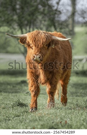 Similar – Image, Stock Photo Highland cattle grazing in field in countryside