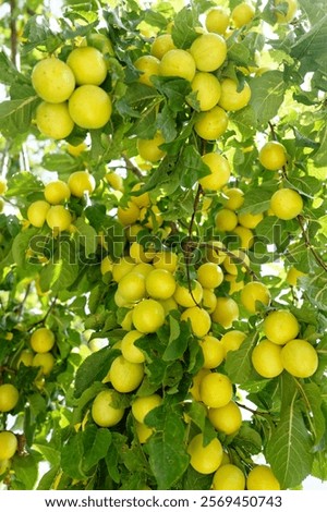 Similar – Image, Stock Photo Ripe yellow plums hanging from the tree.